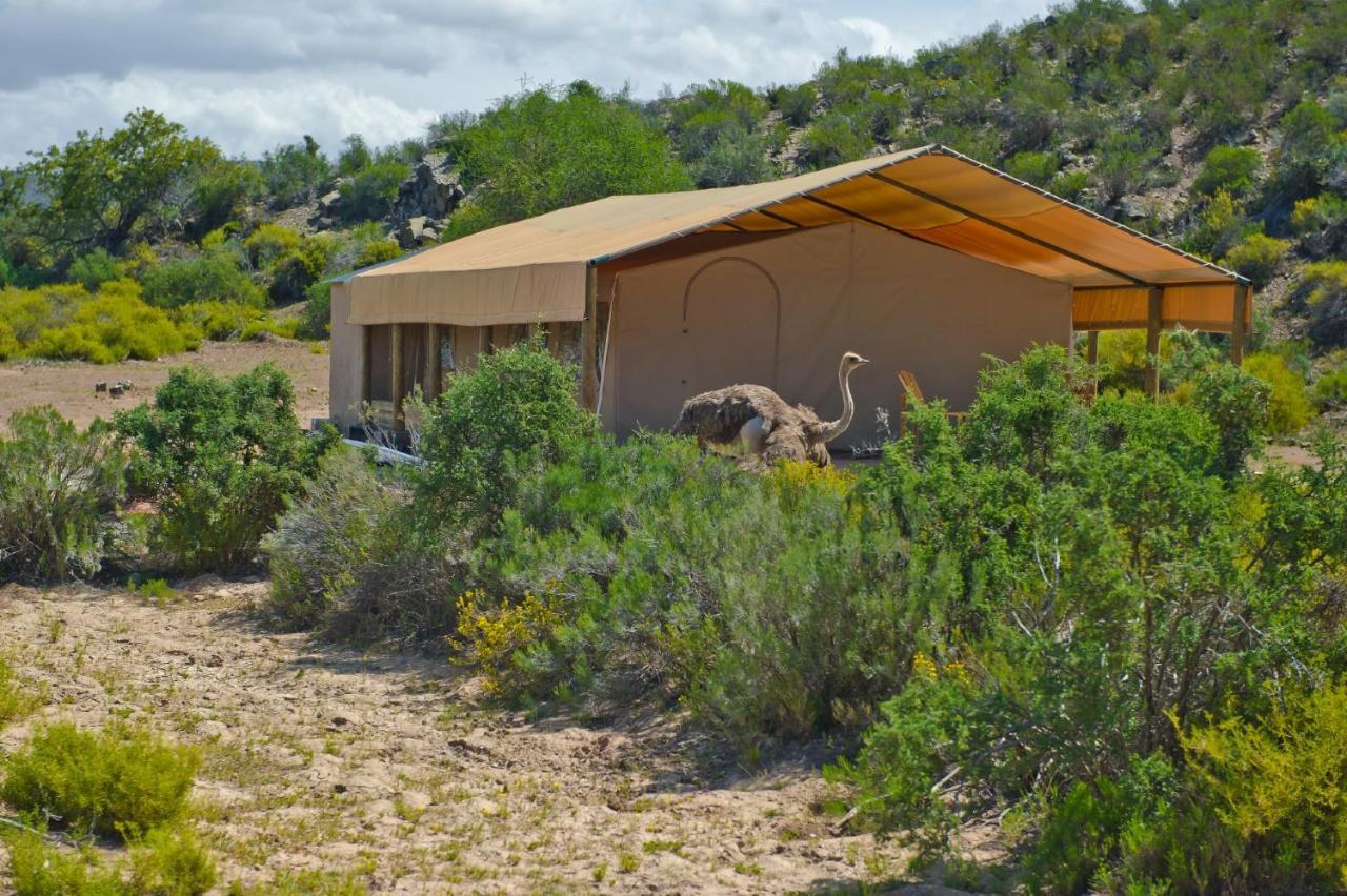 African Game Lodge Montagu Exteriér fotografie