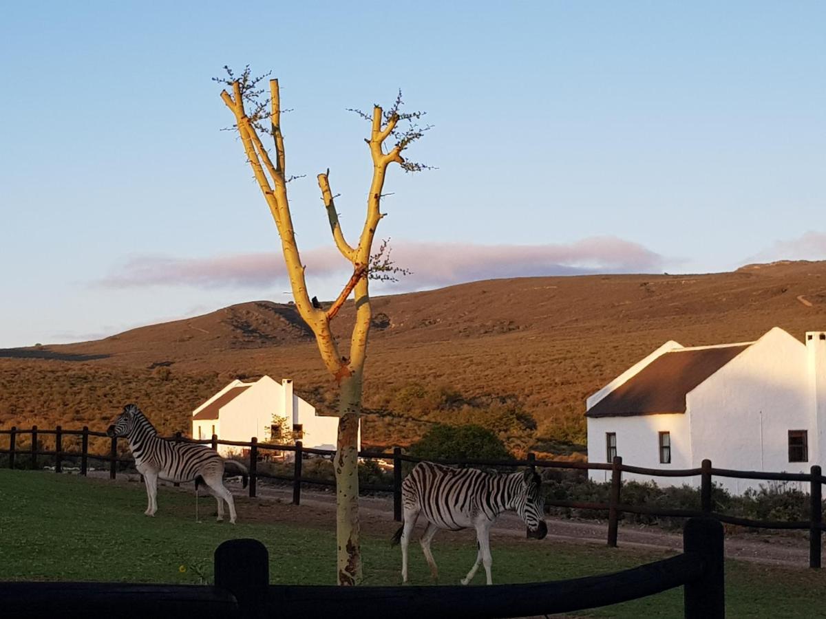 African Game Lodge Montagu Exteriér fotografie