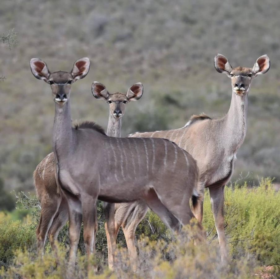 African Game Lodge Montagu Exteriér fotografie