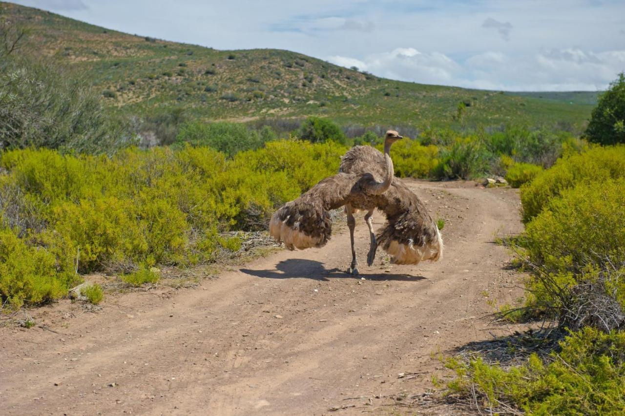African Game Lodge Montagu Exteriér fotografie